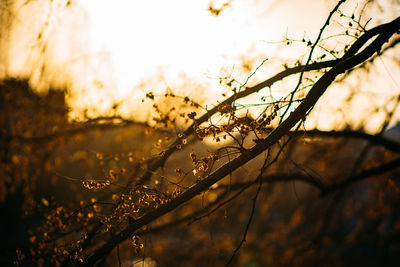 Close-up of plants against blurred background