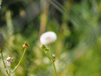 Close-up of dandelion against blurred background