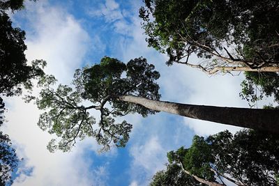 Low angle view of trees in forest against sky