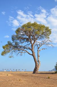 Tree on field against sky