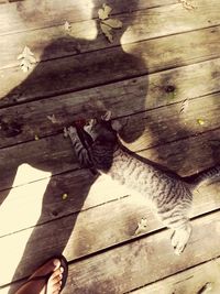 High angle view of cat sitting on hardwood floor