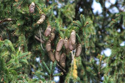 Close-up of plant