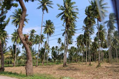 Palm trees on field against sky