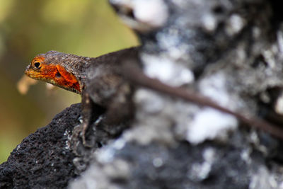 Close-up of lizard on branch