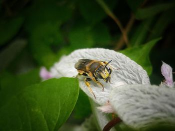 Close-up of bee pollinating on flower