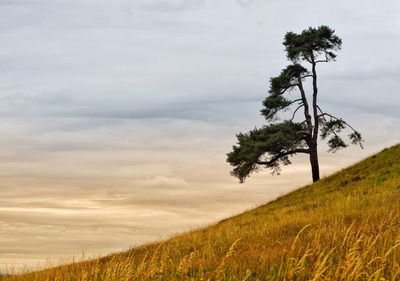 Tree on field against sky