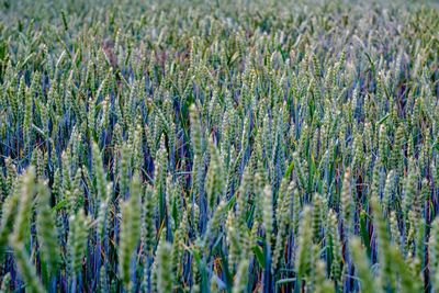 Full frame shot of crops growing on field