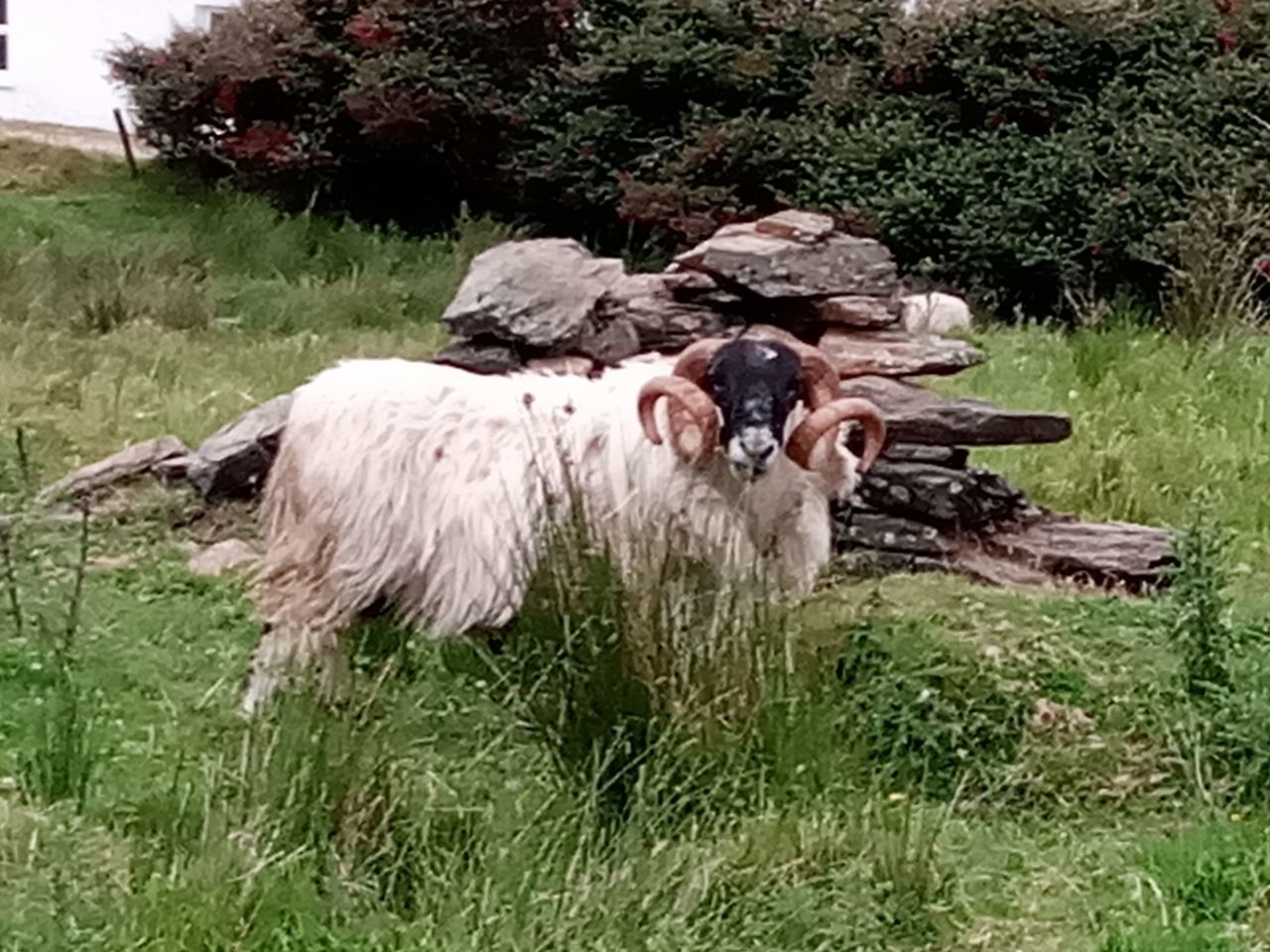 SHEEP IN A DOG