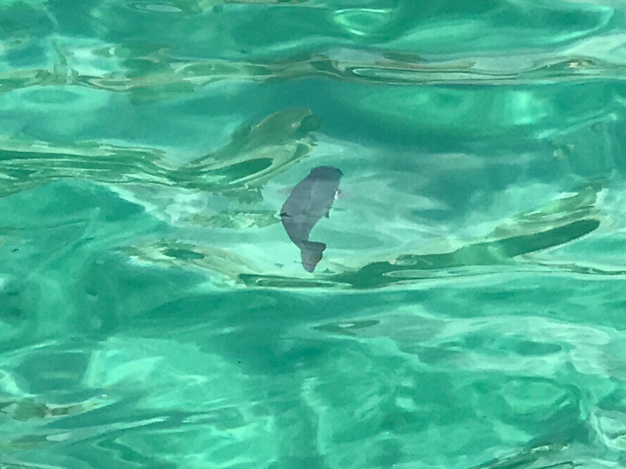 LOW SECTION OF FISH SWIMMING IN POOL