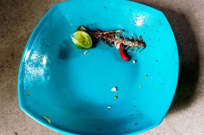 High angle view of insect on plate