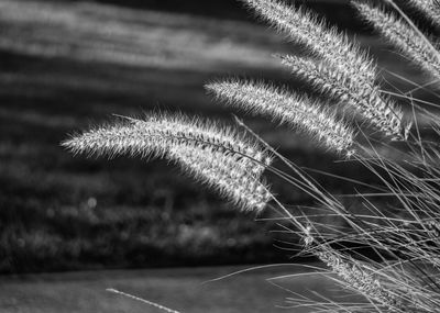 Plants growing in the dark