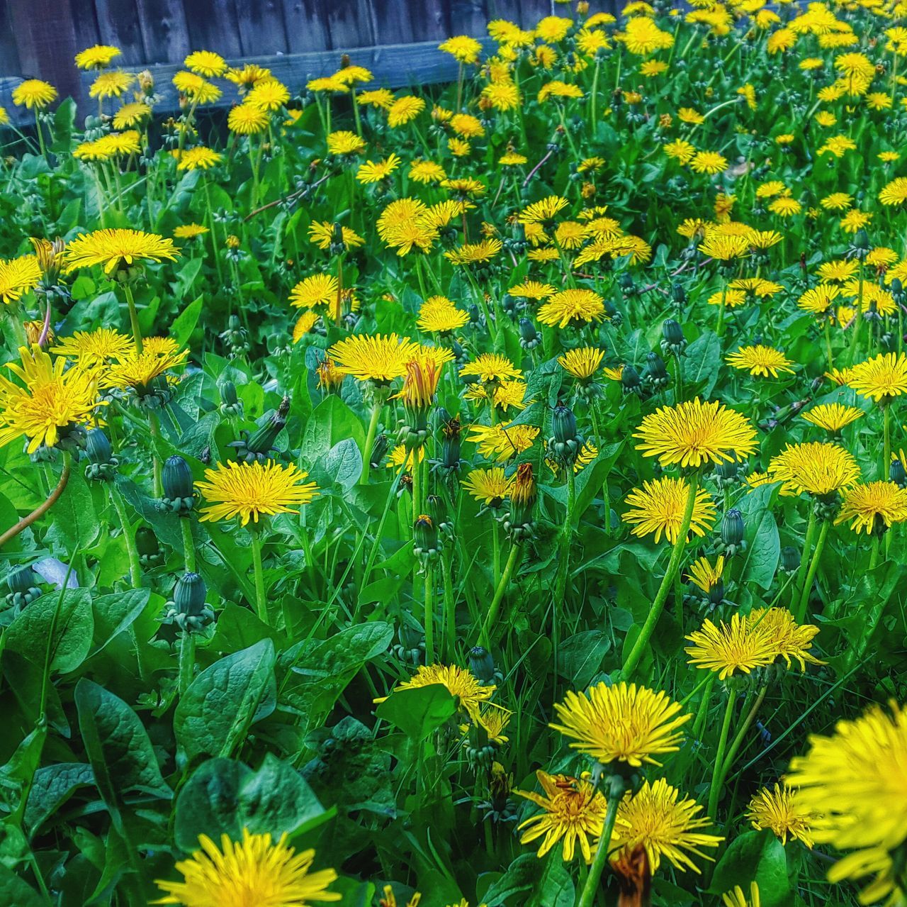 flower, yellow, freshness, growth, fragility, beauty in nature, petal, nature, plant, blooming, flower head, field, in bloom, abundance, blossom, high angle view, outdoors, green color, no people, day