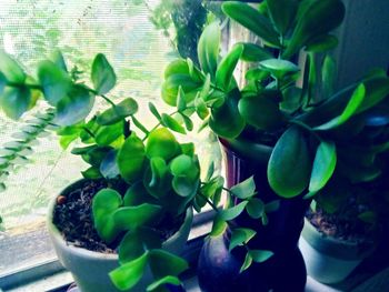 Close-up of potted plant