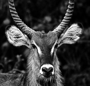 Close-up portrait of a waterbuck