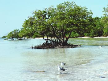 Birds in calm water