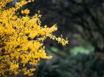 Close up of yellow flowers