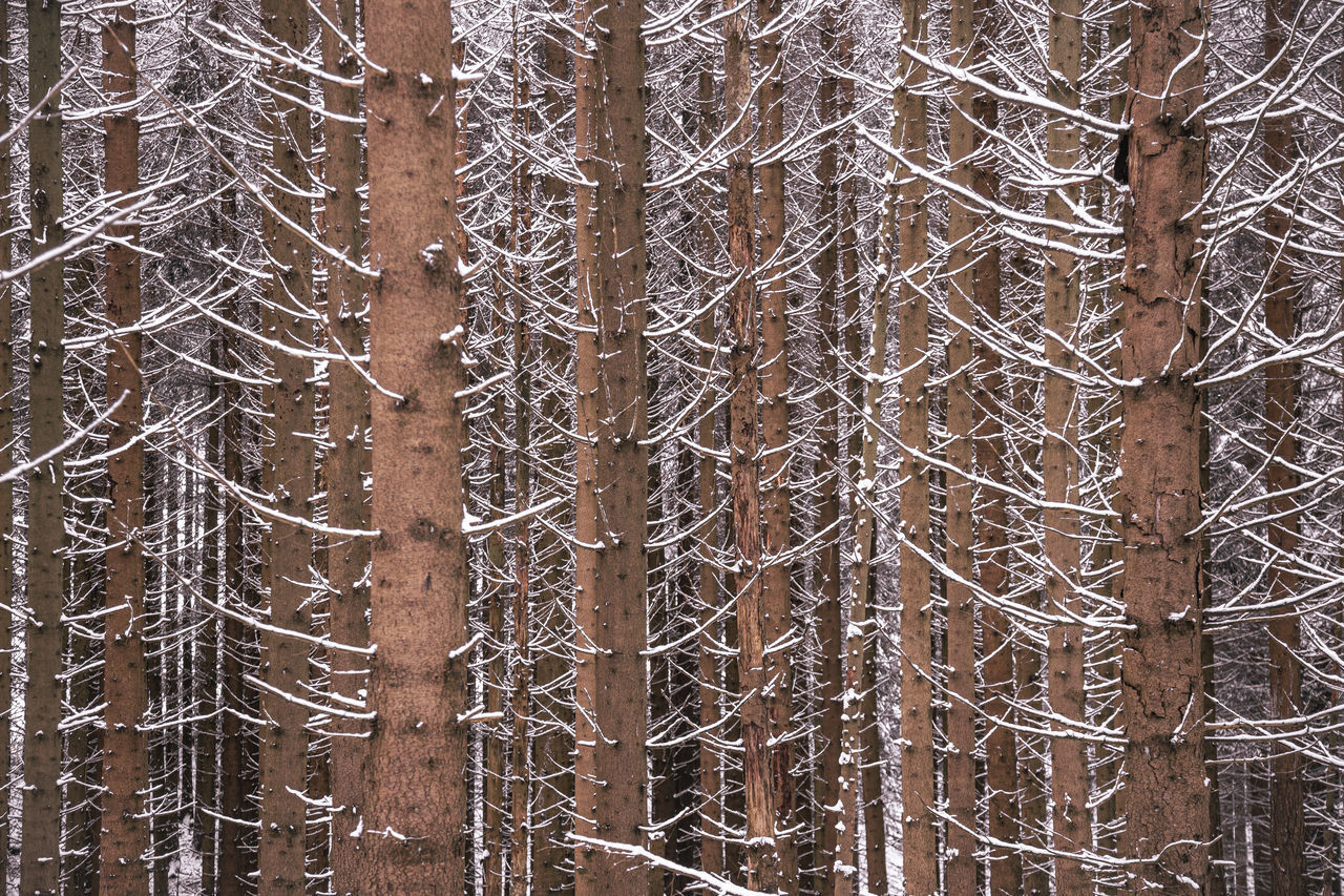 PINE TREES IN FOREST