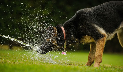 Dog splashed in water