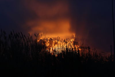 Close-up of silhouette plants against sky at sunset