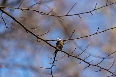 Low angle view of bird perching on branch