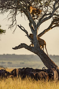 Buffaloes and lioness against clear sky at sunset