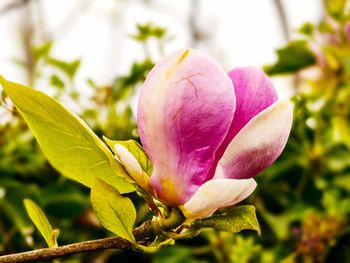 Close-up of pink flower blooming outdoors