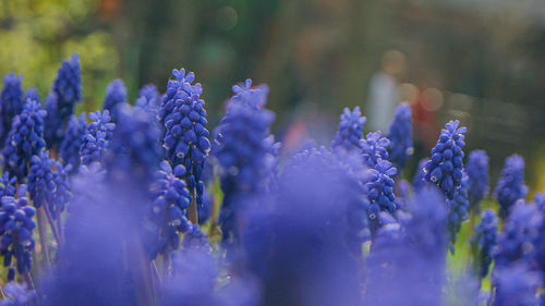 Close-up of purple flowering plants on field