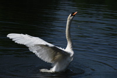 View of a bird flying over lake