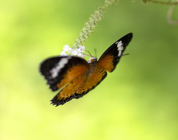 Close-up of butterfly pollinating flower