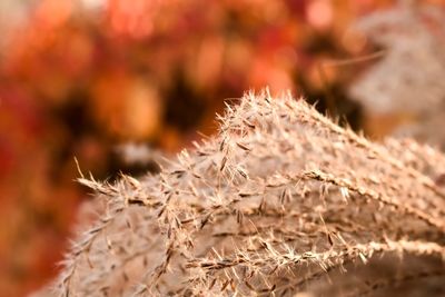 Close-up of fresh plant