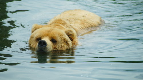 Bear swimming in water