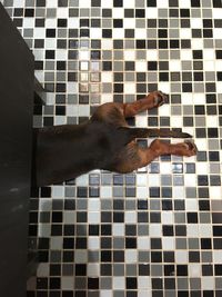 High angle view of cat relaxing on tiled floor