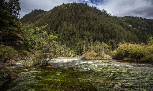 Plants growing by river in forest against sky