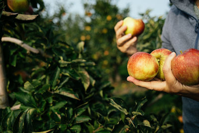 Hand harvesting apples from tree