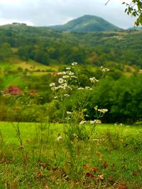 Scenic view of field against mountains