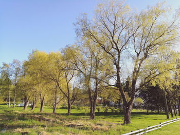 Trees on grassy field