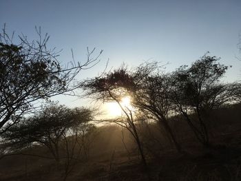 Low angle view of trees against clear sky