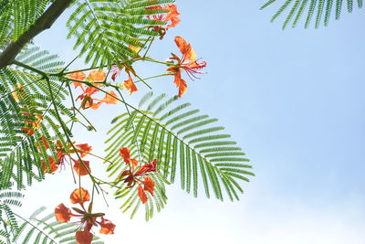 Low angle view of leaves against sky