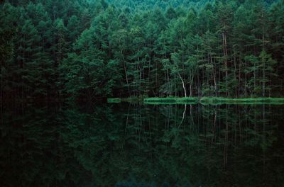 Reflection of trees in lake at forest