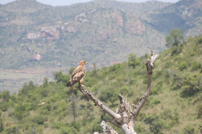 View of an animal on landscape
