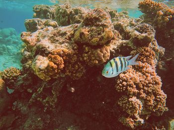 Close-up of coral in sea