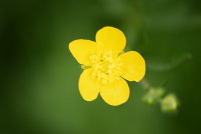 Close-up of yellow flower