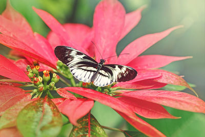 Closeup macro of heliconius melpomene piano key butterfly. wild insect animal with black white spots 