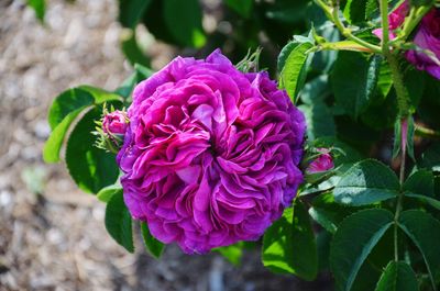 Close-up of pink rose flower