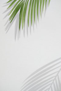 Close-up of palm leaves against white background