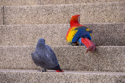 High angle view of two birds perching