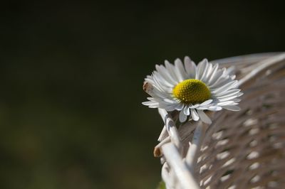 Close-up of white daisy flower