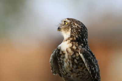 Close-up of a bird