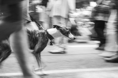 Blurred motion of dog walking on street