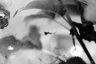 Close-up of spider on wall